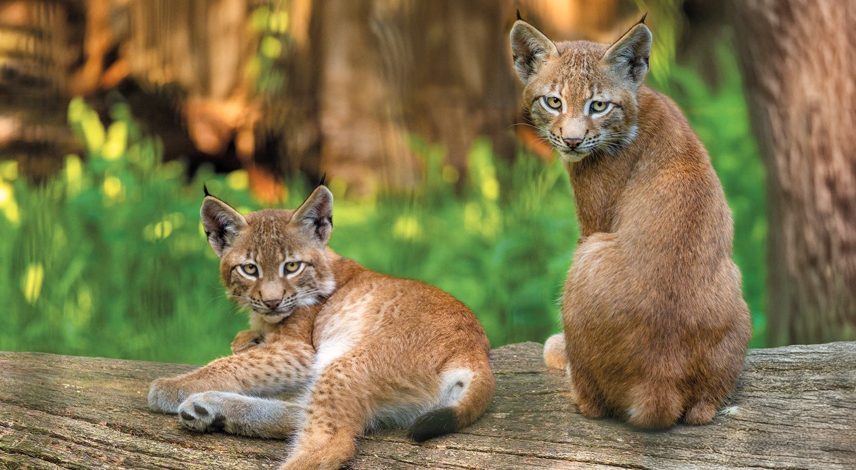 Luchs Nachwuchs freut sich auf neue Gesichter an den Zootagen im Wildpark Schwarze Berge, © T. Schomes
