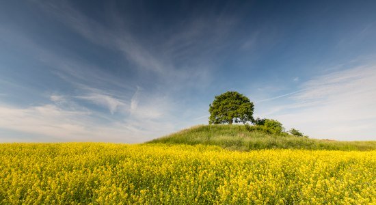 Hügelgrab Galgenberg bei Klein Vahlberg im Elm, © TMN/Jürgen Borris Hügelgrab Galgenberg bei Klein Vahlberg im Elm, © TMN/Jürgen Borris