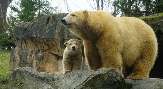 Erster Ausflug vom Eisbärnachwuchs im Erlebnis-Zoo Hannover, © 2020 Erlebnis-Zoo Hannover