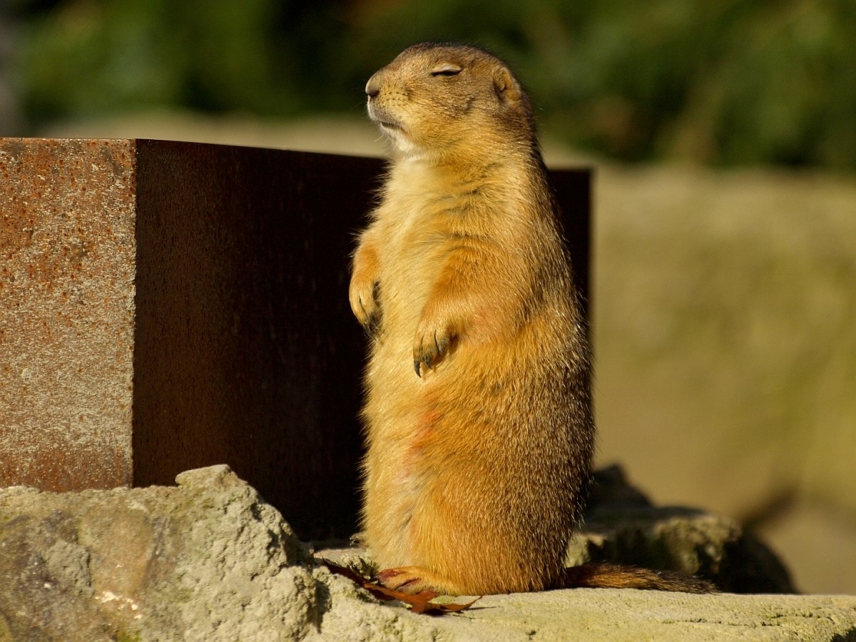 Präriehund beim Late-Zoo im Erlebnis-Zoo, © Erlebnis-Zoo Hannover