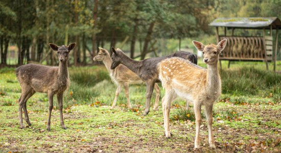 Damwild im Kontaktgehege, © Wildpark Müden GmbH