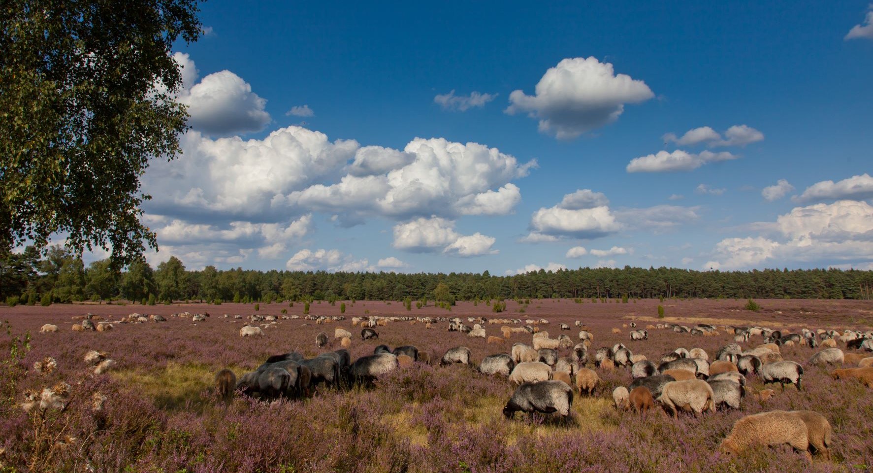 Schafe Lüneburger Heide, © Jürgen Borris