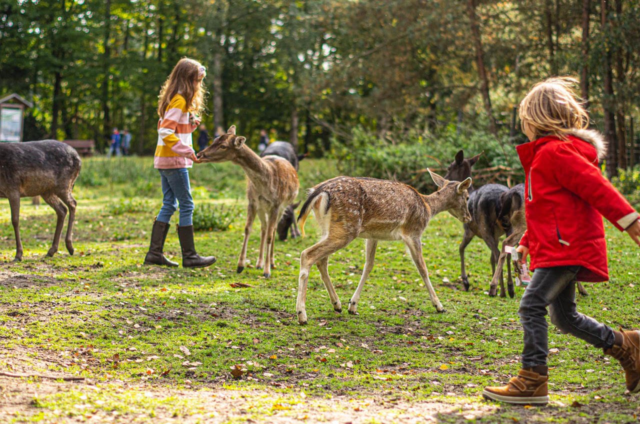 Begehbares Damwildgehege im Wildpark Müden, © Wildpark Müden