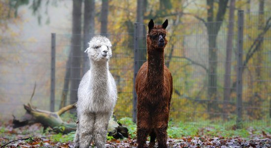 Jack und Jimmy im Wildpark Schwarze Berge, © K. Ahrens, Wildpark Schwarze Berge