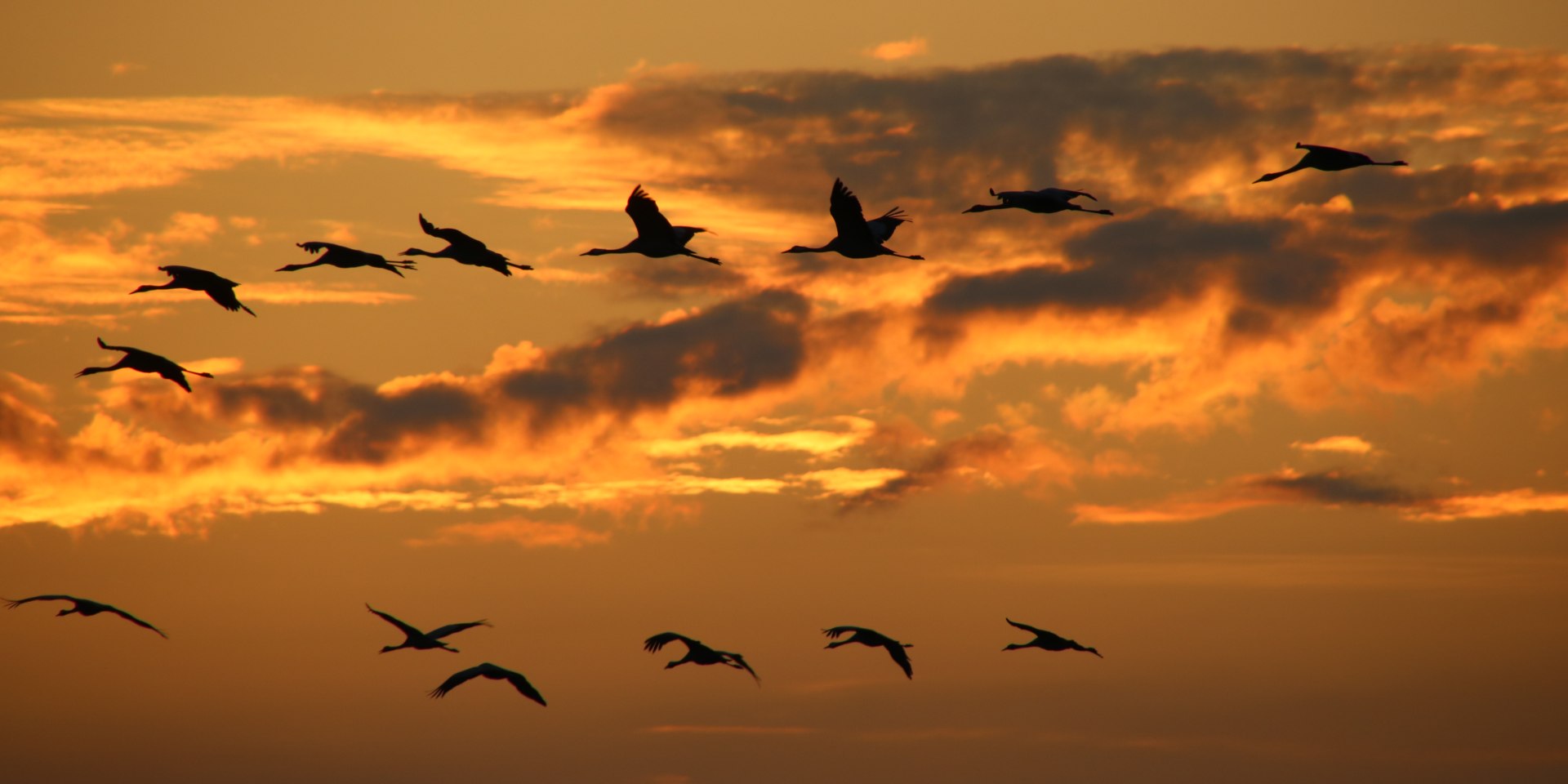 Kraniche am Abendhimmel, © Udo Fischer