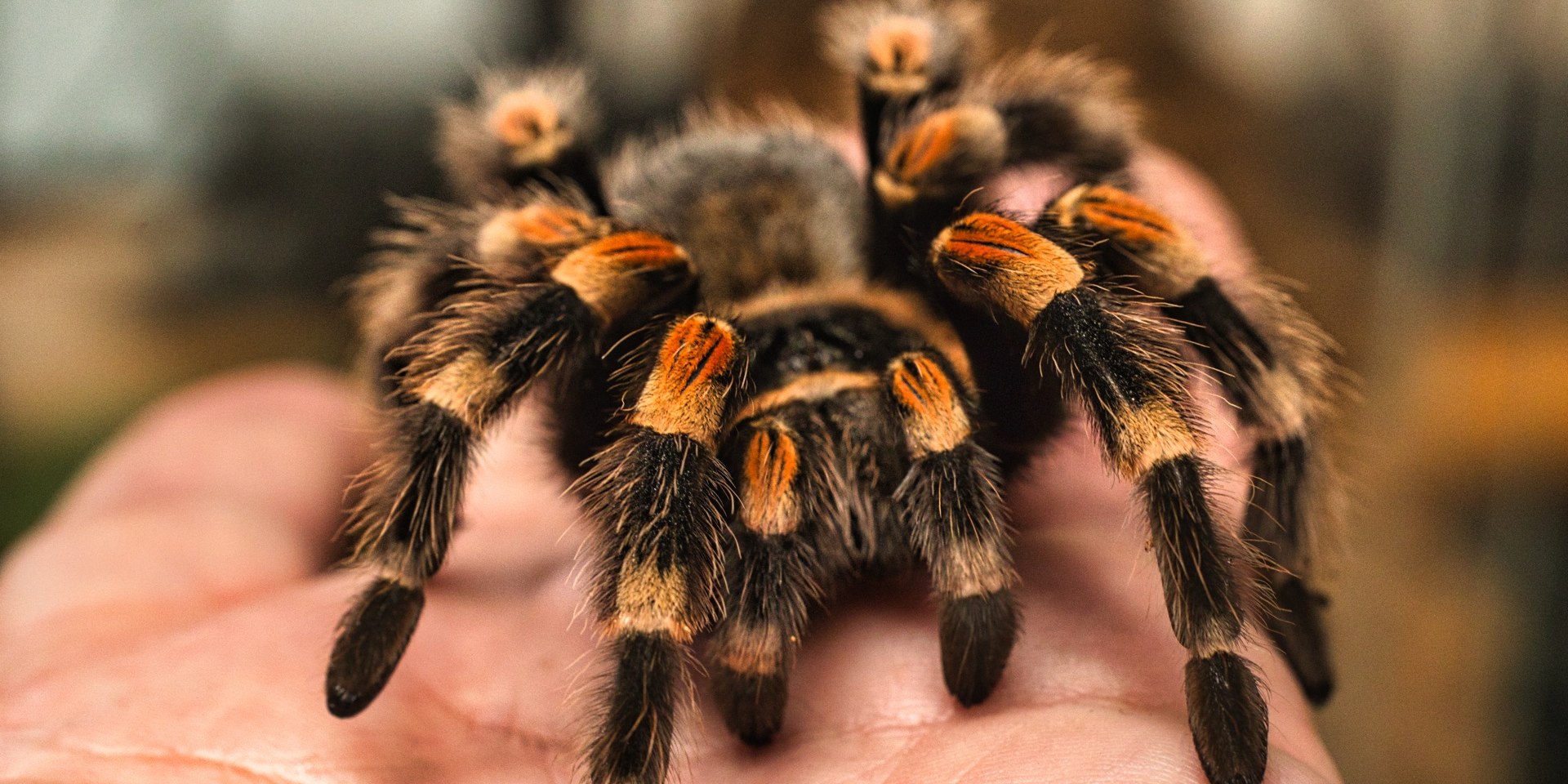 Vogelspinne Wildpark Schwarze Berge, © Wildpark Schwarze Berge GmbH &amp; Co. KG
