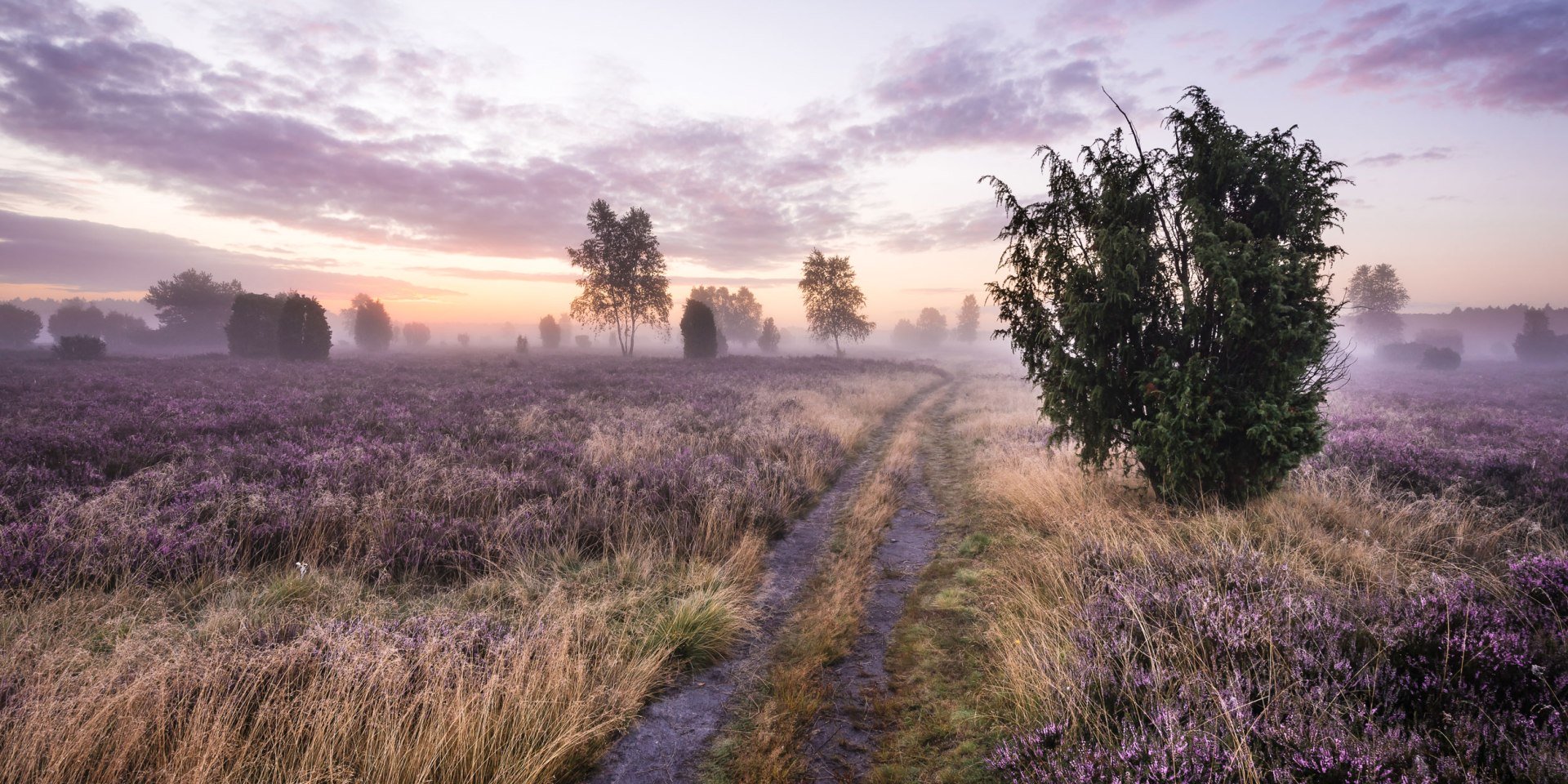 Sonnenaufgang in der blühenden Schmarbecker Heide, © Lüneburger Heide GmbH/ Markus Tiemann