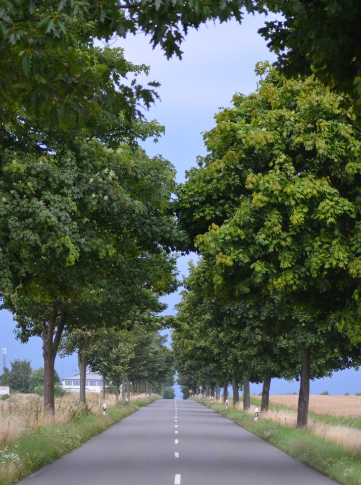 AdM - gemischte Allee im Landkreis Wolfenbüttel, © Max Peters