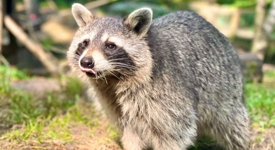 Waschbär, © Wildpark Müden