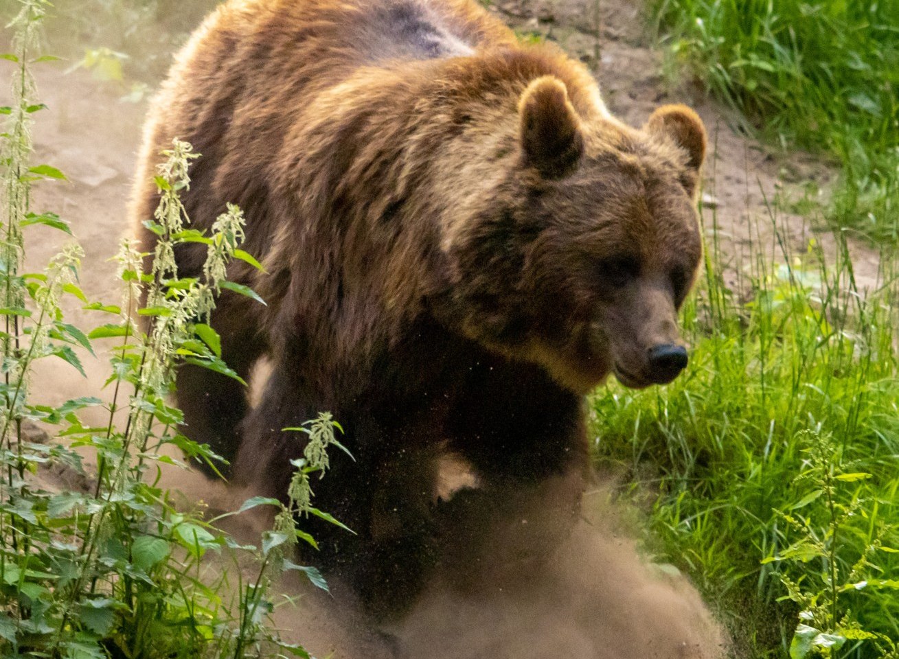 Bär Wildpark Schwarze Berge, © Wildpark Schwarze Berge GmbH &amp; Co. KG