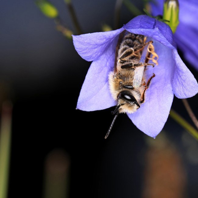 Die Sägehornbiene in einer Glockenblume , © Christine Horn