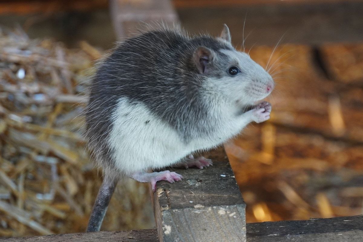 Neue Bewohner - Farbratten sind in die Remise eingezogen, © Erlebnis-Zoo Hannover