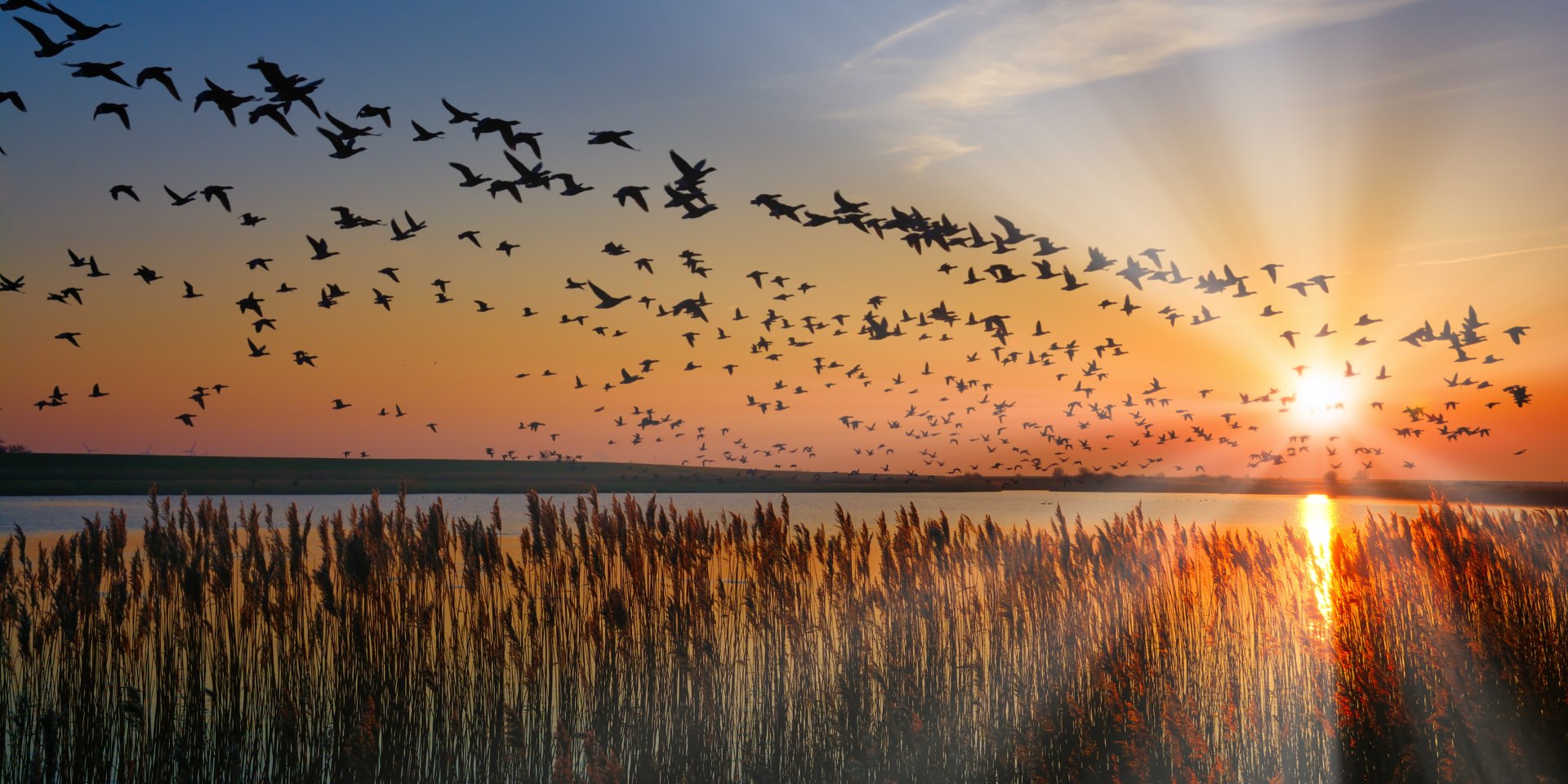 Nonnengänse in der Nordsee, © Travelpeter