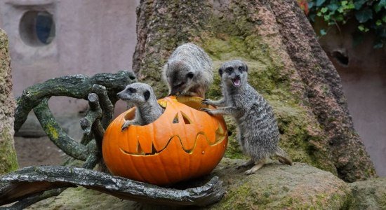 Die Erdmännchen nehmen den Halloween-Kürbis neugierig unter die Lupe, © Erlebnis-Zoo Hannover