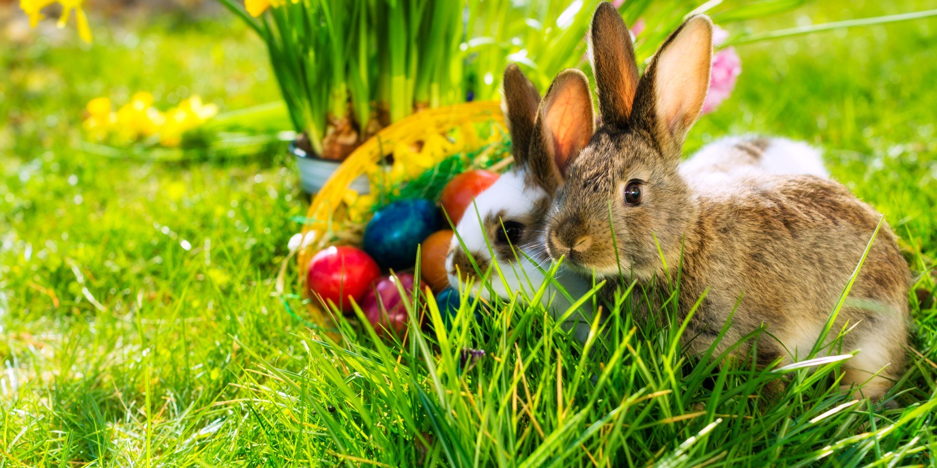 Osterhasen im Gras, © Kzenon - Fotolia