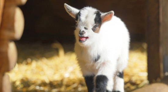 Streichelzoo Wildpark, © Wildpark Schwarze Berge