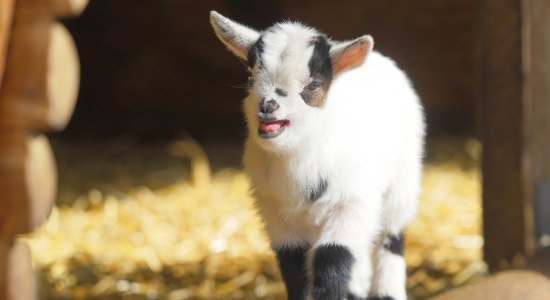 Streichelzoo Wildpark, © Wildpark Schwarze Berge