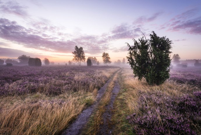 Sonnenaufgang in der blühenden Schmarbecker Heide, © Lüneburger Heide GmbH/ Markus Tiemann