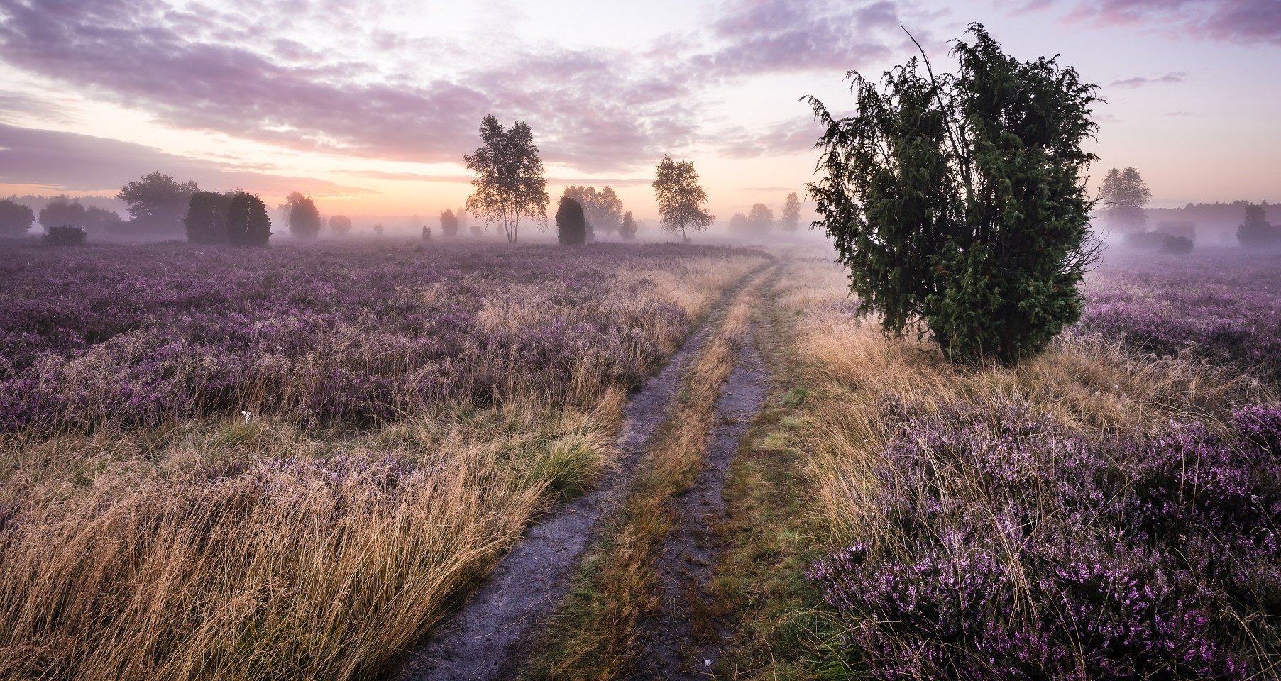 Heide-Videos für den Großbildschirm , © Lüneburger Heide GmbH/ Markus Tiemann