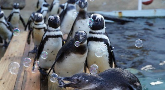 Seifenblasen für die Pinguine, © Zoo Hannover gGmbH