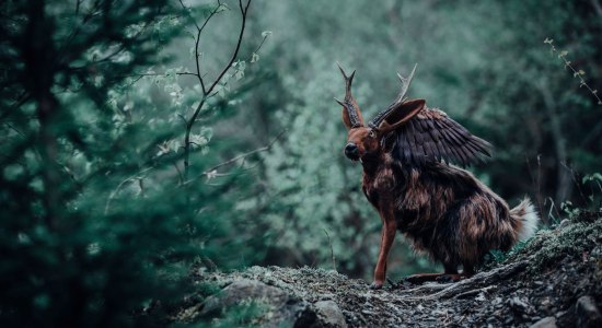 Mythentage, © Forgotten Creatures / Florian Schäfer Mythentage, © Forgotten Creatures / Florian Schäfer
