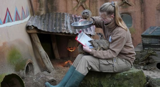 Inventur Erdmännchen, © Zoo Hannover gGmbH Inventur Erdmännchen, © Zoo Hannover gGmbH