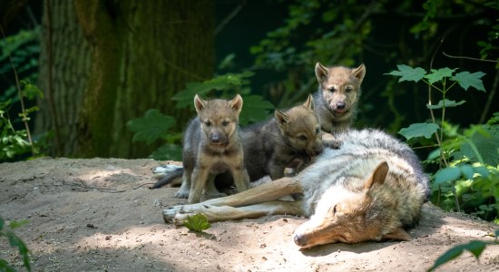 Mutterglück im Wolfscenter, © WOLFCENTER Dörverden