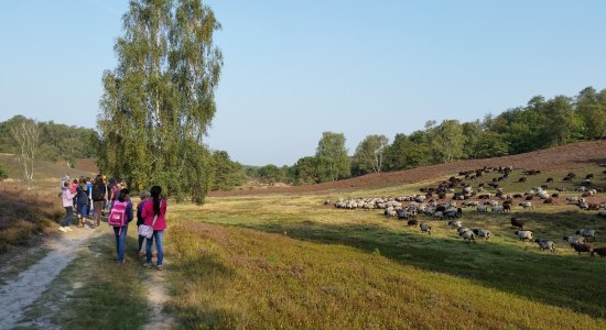 Fischbeker Heide, © Loki Schmidt Stiftung Fischbeker Heide, © Loki Schmidt Stiftung