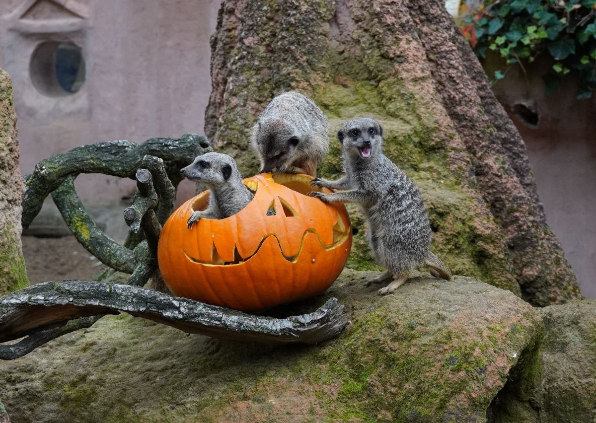 Die Erdmännchen nehmen den Halloween-Kürbis neugierig unter die Lupe, © Erlebnis-Zoo Hannover