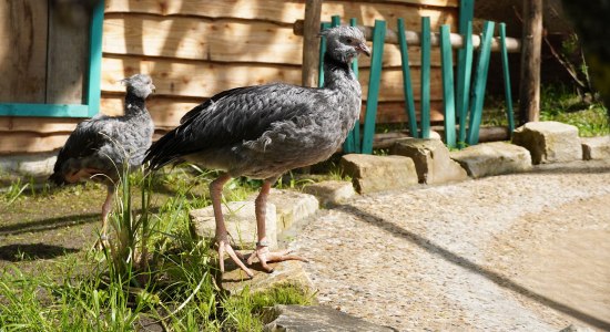 Das Tschaja-Pärchen Enrique und Esperanza - auch bekannt als Halsbandwehrvogel , © Erlebnis-Zoo Hannover