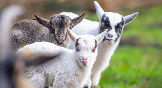 Zwergziegen im Wildpark Müden, © Wildpark Müden GmbH