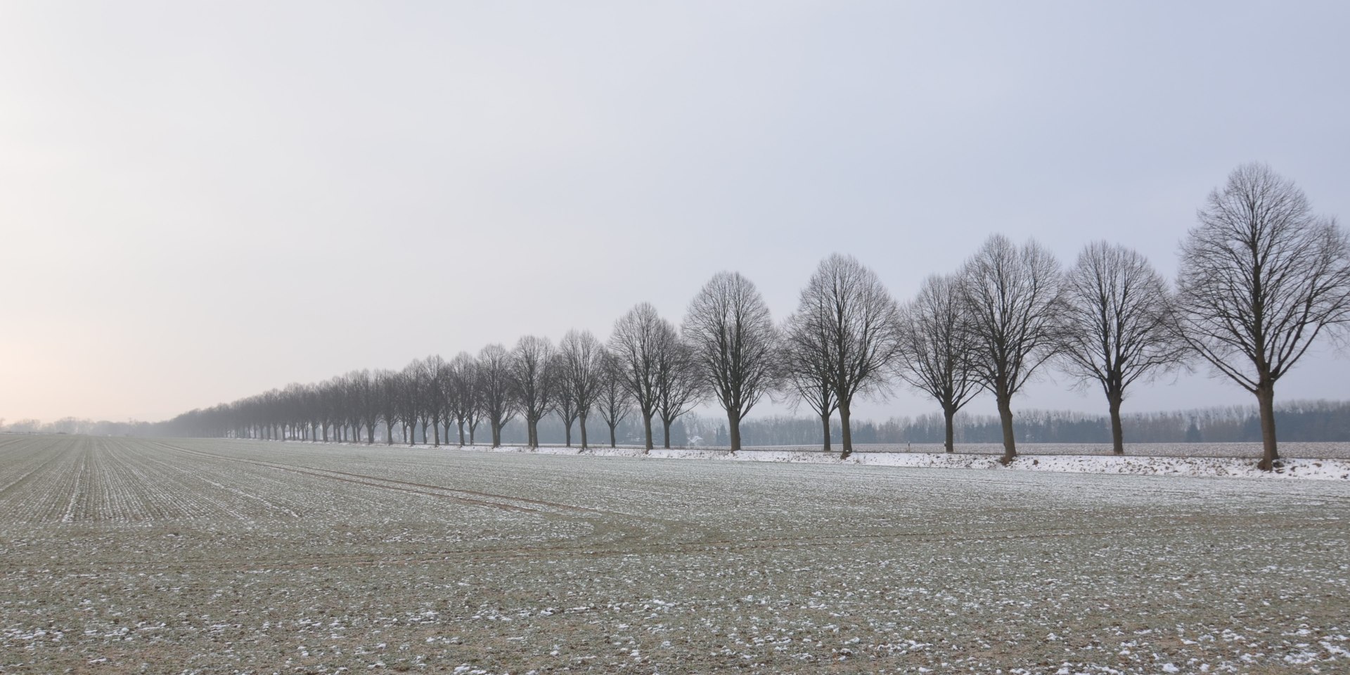 Strukturgebende Allee an der K75 bei Ringelheim, © Max Peters/NHB 