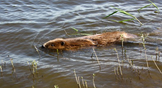 Biber im flachen Wasser, © Biosphaerium Elbtalaue GmbH