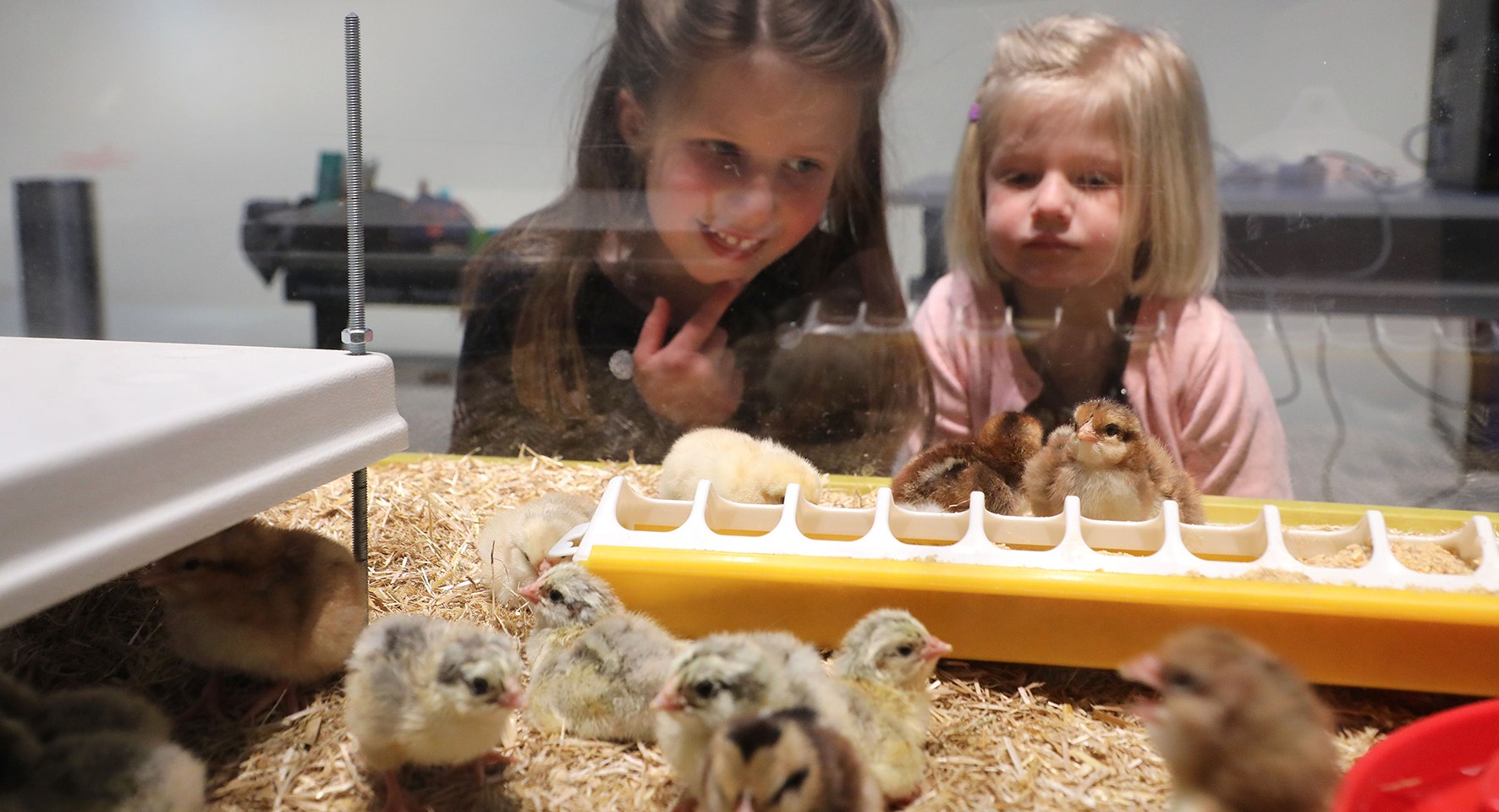 Kuekenschlupf im phaeno zu Ostern, © Matthias Leitzke