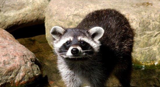 Beim Felle erraten weiches Wachbärenfell erfühlen, © Wildpark Schwarze Berge Beim Felle erraten weiches Wachbärenfell erfühlen, © Wildpark Schwarze Berge