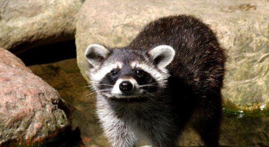 Beim Felle erraten weiches Wachbärenfell erfühlen, © Wildpark Schwarze Berge