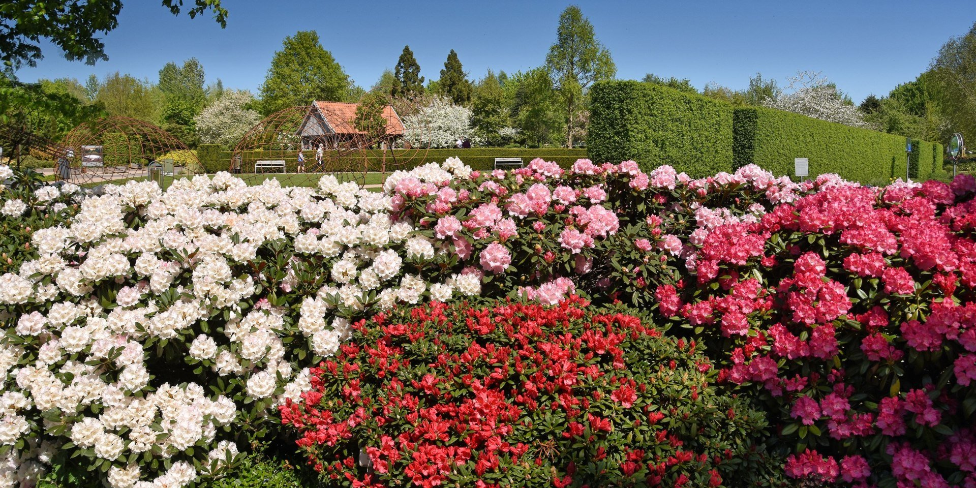 Park der Gärten Rhodendron , © Park der Gärten gGmbH / Hans Jürgen Zietz