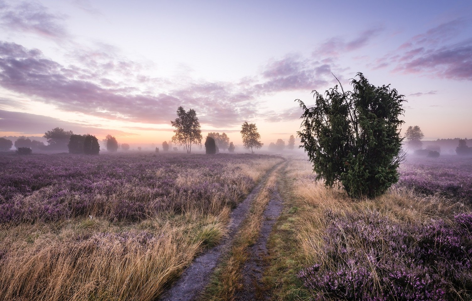 Lüneburger Heide, © TMN/Markus Tiemann