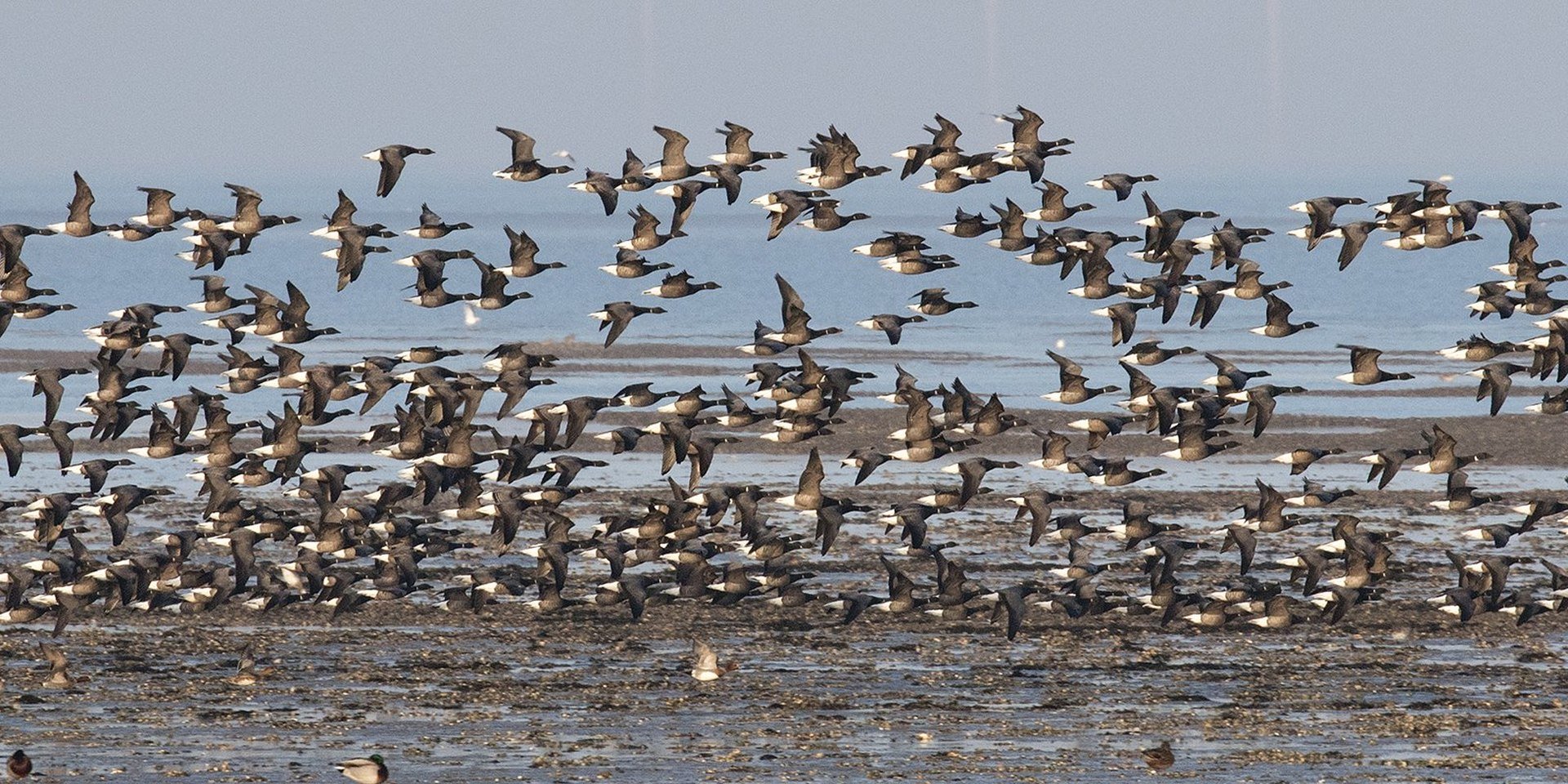 Das Wattenmeer an der niedersächsischen Nordsee während der Zugvogeltage., © Imke Zwoch