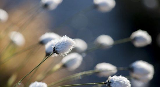 Fruchtendes Wollgras, © TMN/Dieter Schinner