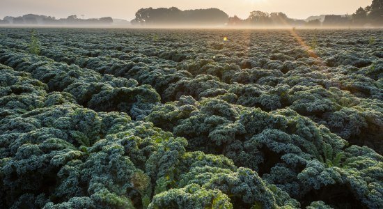 Grünkohlfeld, © OTM/Verena Brandt Grünkohlfeld, © OTM/Verena Brandt