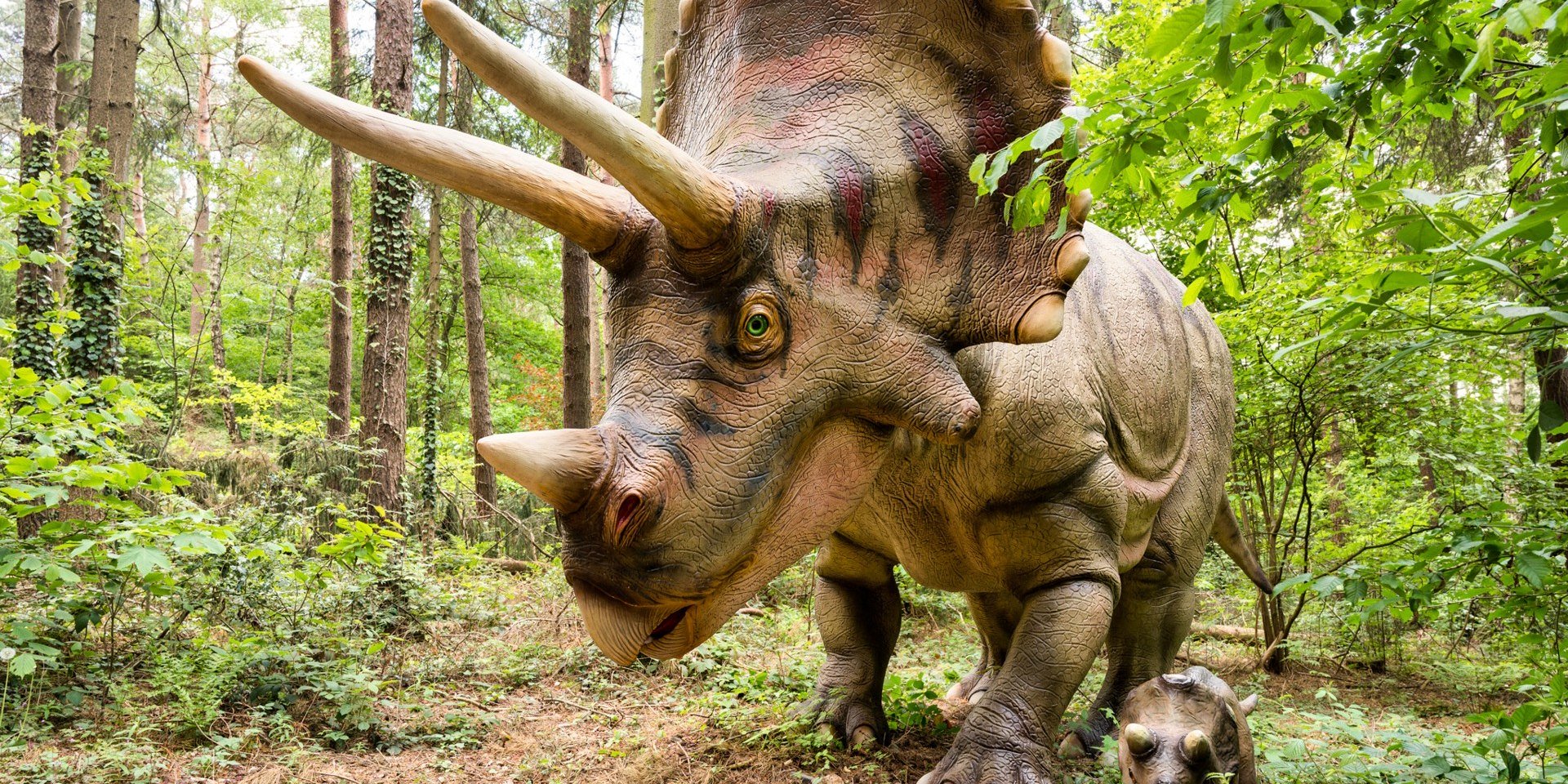 Wildpark Schwarze Berge Triceratops, © Wildpark Schwarze Berge GmbH &amp; Co. KG