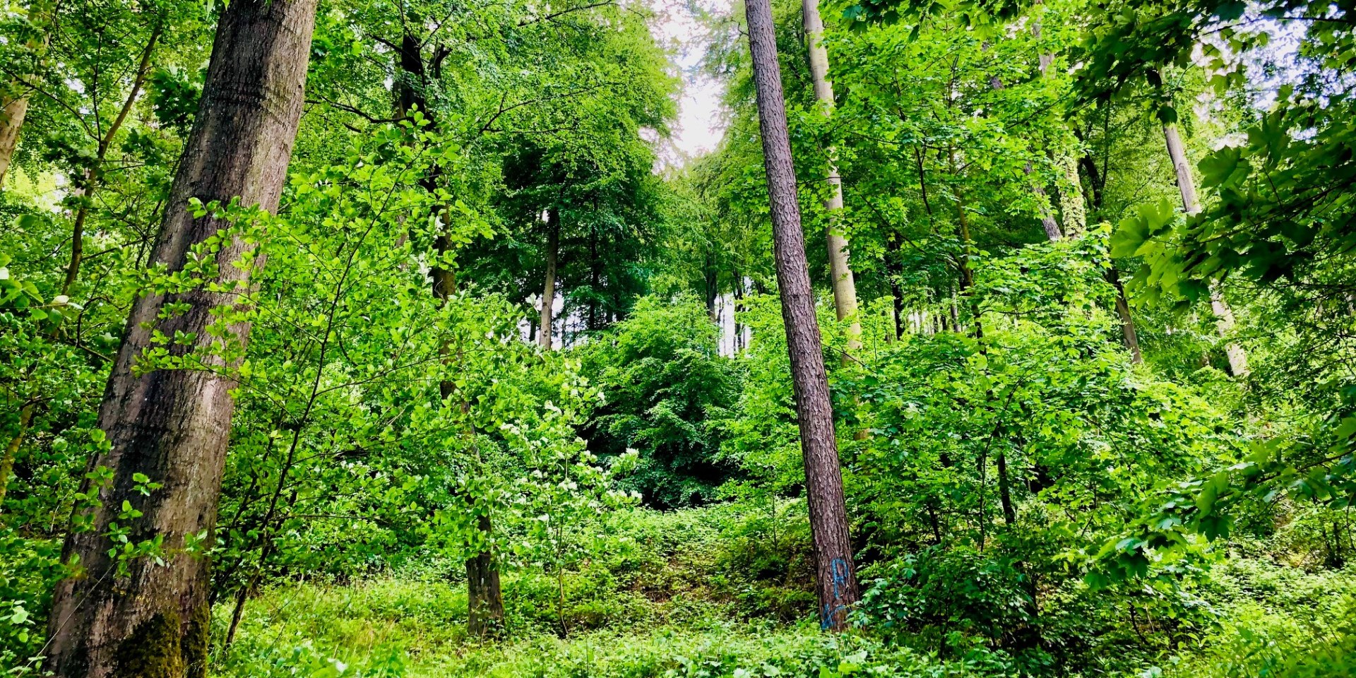 Deister, © Kur- und Tourismusgesellschaft Staatsbad Nenndorf mbH