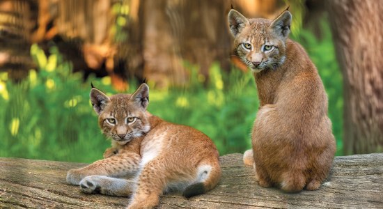 Luchs Nachwuchs freut sich auf neue Gesichter an den Zootagen im Wildpark Schwarze Berge, © T. Schomes Luchs Nachwuchs freut sich auf neue Gesichter an den Zootagen im Wildpark Schwarze Berge, © T. Schomes