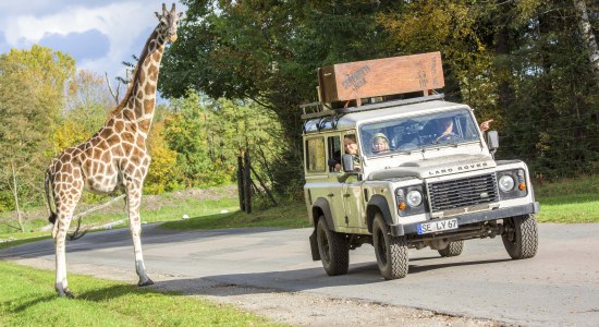 Serengeti Safari (Giraffe), © Serengeti-Park Hodenhagen