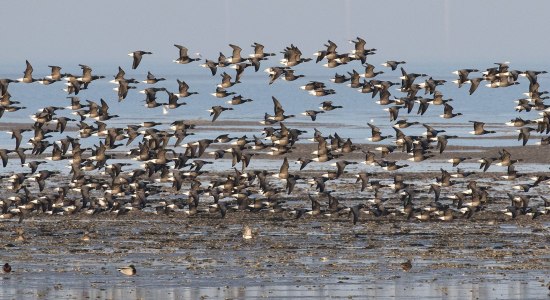 Das Wattenmeer an der niedersächsischen Nordsee während der Zugvogeltage., © Imke Zwoch