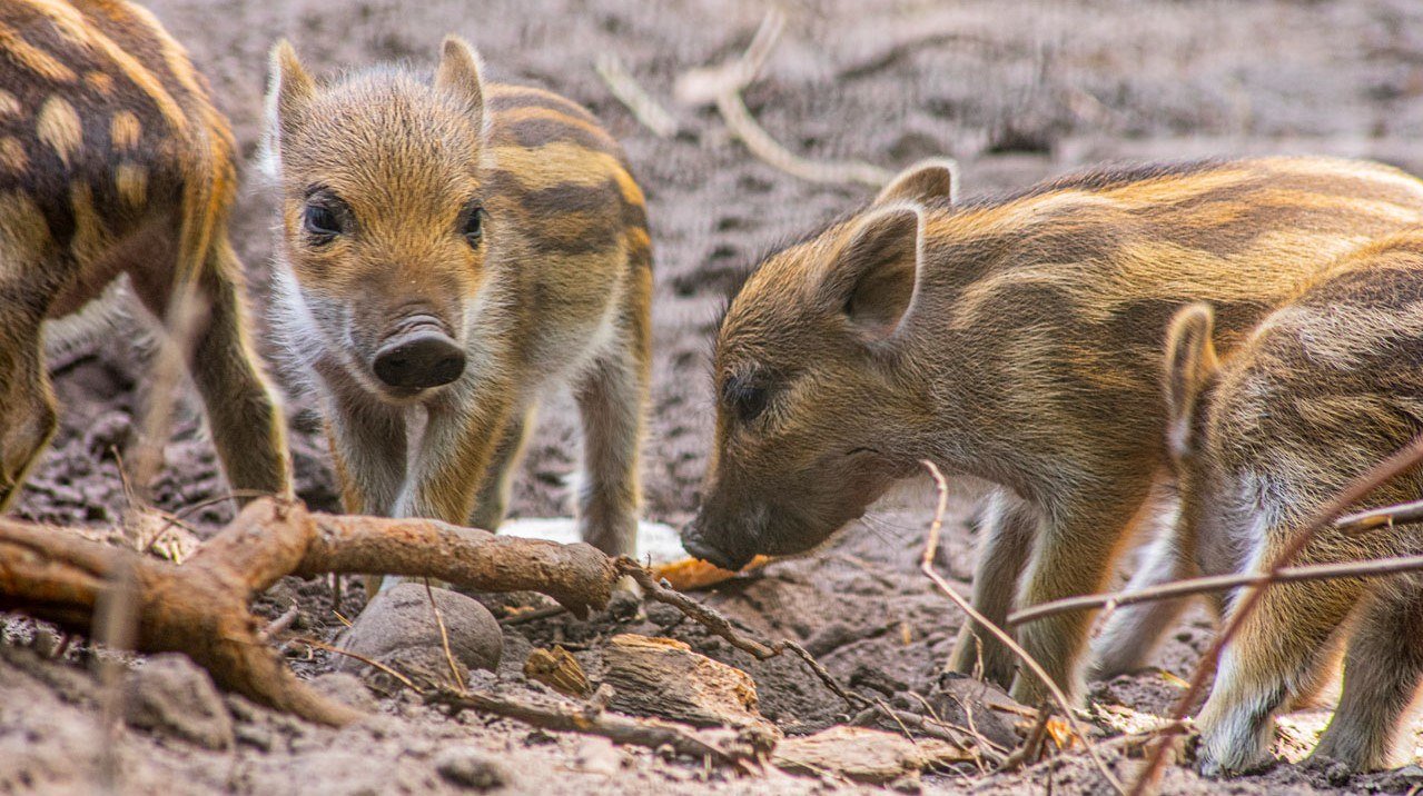 Wildschweinfrischlinge, © Wildpark Müden Wildschweinfrischlinge, © Wildpark Müden