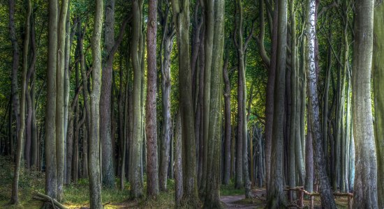 Sommerwald, © Uwe Schrader