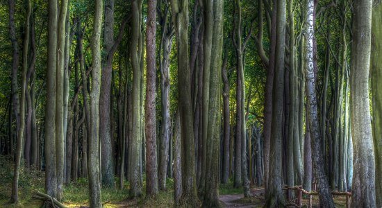 Sommerwald, © Uwe Schrader Sommerwald, © Uwe Schrader
