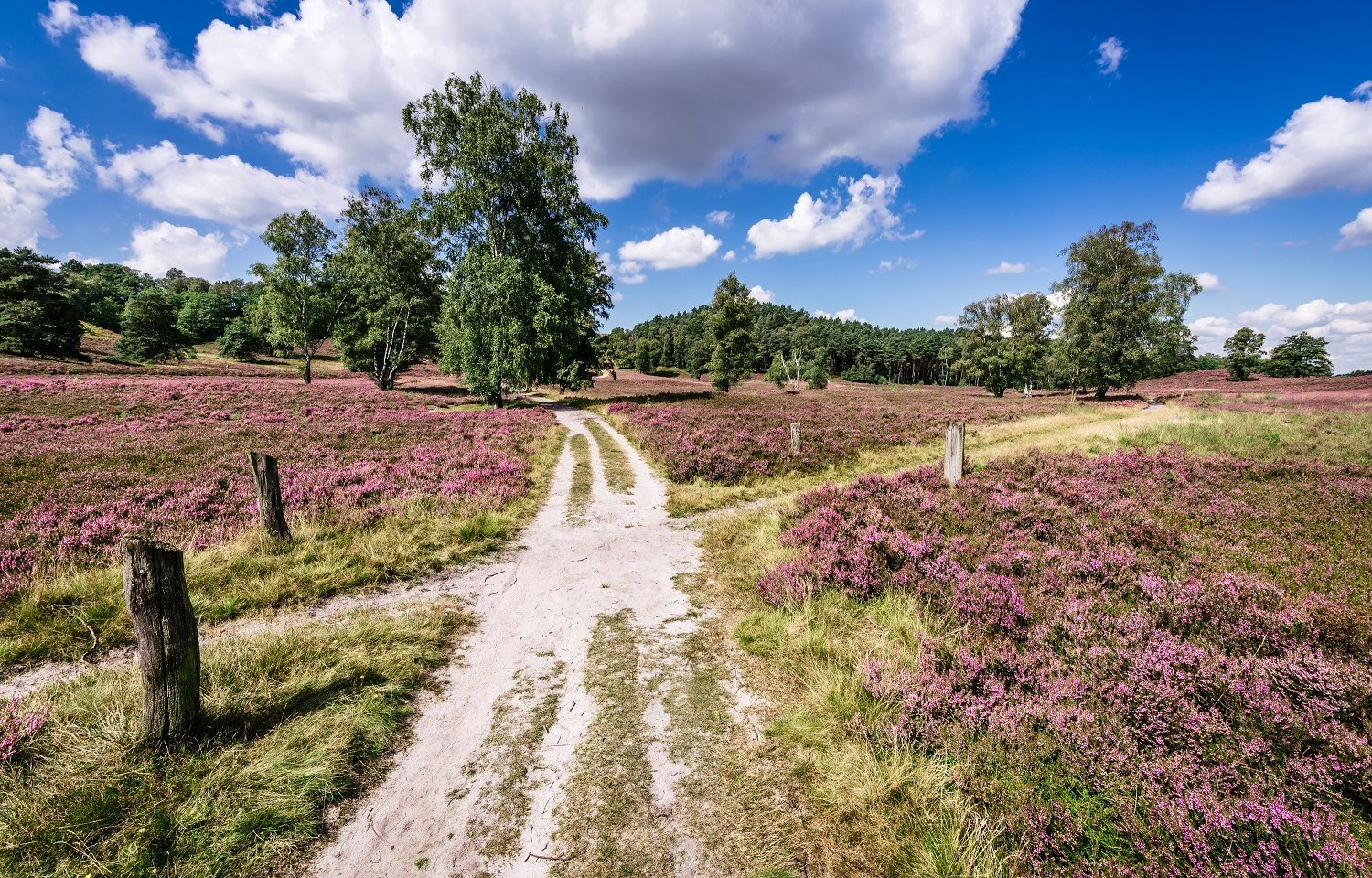 Fischbeker Heide, © Lüneburger Heide GmbH